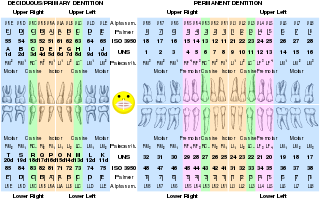 <span class="mw-page-title-main">Palmer notation</span> Tooth numbering system