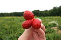 Conjoined strawberries.jpg