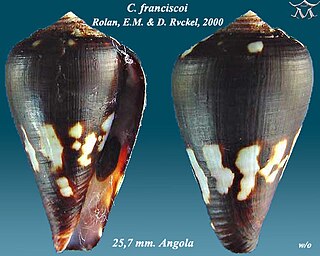 <i>Conus franciscoi</i> Species of sea snail