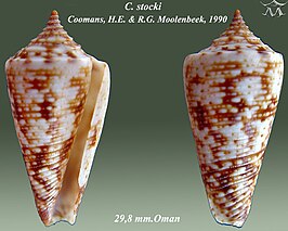 Conus stocki