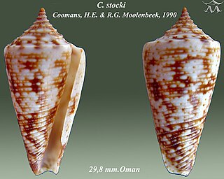 <i>Conasprella stocki</i>