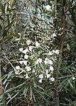 Convolvulus floridus 02.jpg