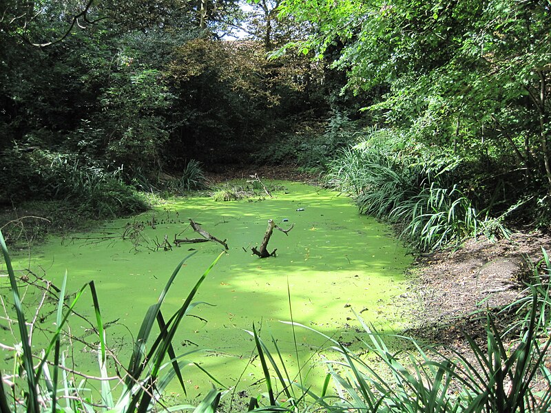 File:Coppett's Wood pond.JPG