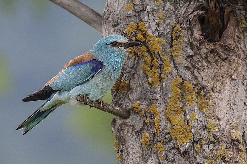 File:Coracias garrulus Most Arda Eastern Rhodopes Bulgaria Stefan Avramov 01.jpg