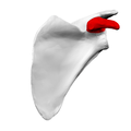 Coracoid process of left scapula02.png