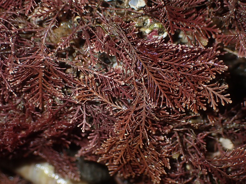 File:Corallina officinalis at Kakamatua Point, Huia.jpg