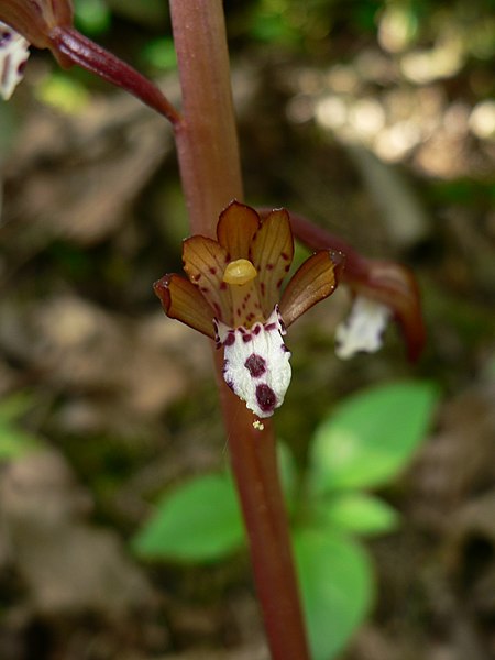 File:Corallorhiza maculata 10223.JPG