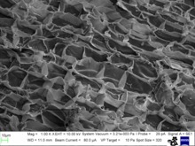 SEM image of cork (MUSE - Science Museum) Cork 1000x - SEM MUSE.tif