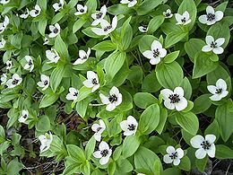 Cornus suecica