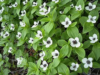 Cornaceae Family of flowering plants