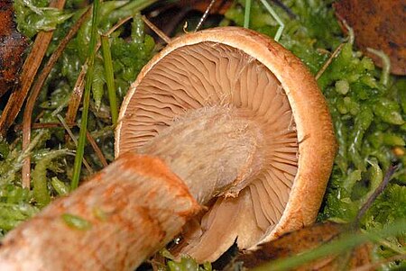 Cortinarius armillatus