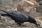 Corvus corax canariensis, Fuerteventura.jpg