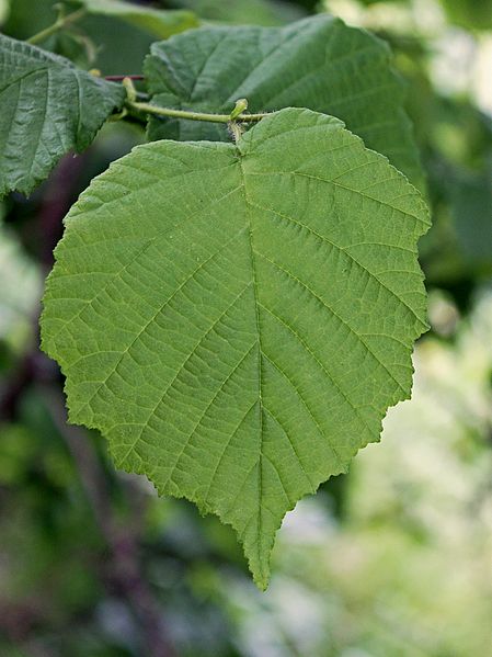 File:Corylus avellana 0009.jpg