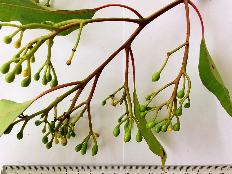 File:Corymbia ficifolia - buds.jpg