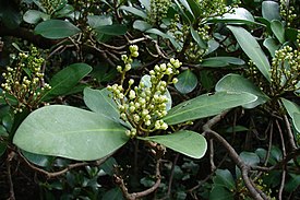 Karakapuu (Corynocarpus laevigatus)