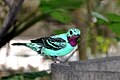 Cotinga cayana -Jurong Bird Park-8a.jpg