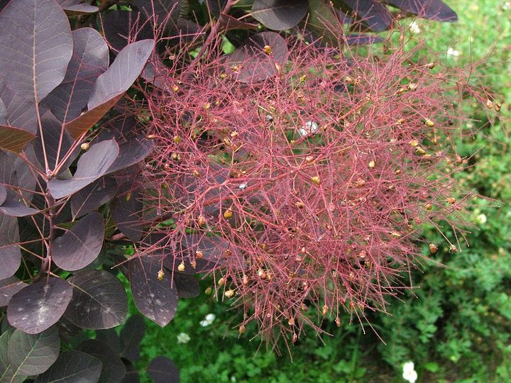 Скумпия кожевенная цена. Скумпия Кожевенная Cotinus coggygria. Скумпия Кожевенная (Cotinus coggygria `Royal Purple`). Скумпия Роял перпл. Скумпия Кожевенная Royal Purple.