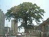 Cotton Tree (Sierra Leone).jpg