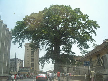 Street-level view of Freetown and the Cotton Tree where former American slaves prayed under and christened Freetown in 1792