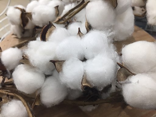 Cotton in bush
