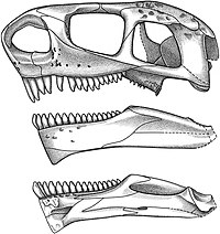 Cotylorhynchus skull 1.jpg