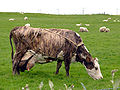Thumbnail for Icelandic cattle