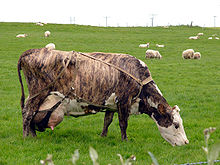 A brindled cow Cow in Iceland.jpg