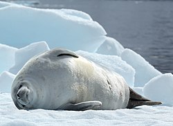 Crabeater Seal in Pléneau Bay, Antarctica (6059168728).jpg