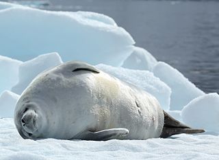 <span class="mw-page-title-main">Crabeater seal</span> Species of carnivore