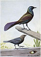 Male English: Illustration by Louis Agassiz Fuertes of a Common Grackle and a male Brown-headed Cowbird, from The Burgess Bird Book for Children