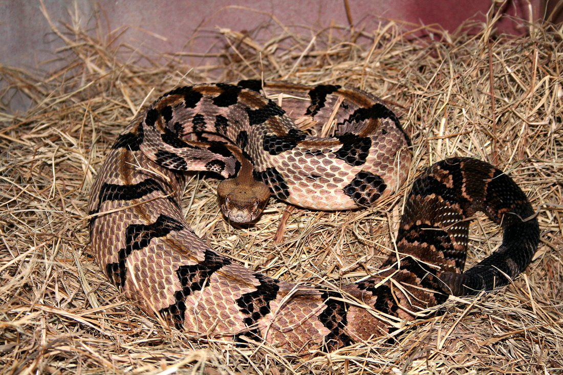 Crotalus horridus