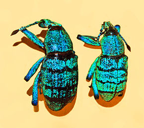 Opis zdjęcia Curculionidae - Eupholus geoffroyi.JPG.