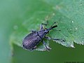 Cyanapion platalea (Germar, 1817)