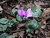 Cyclamen pseudibericum04.jpg