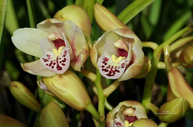 File:Cymbidium FR 2013.jpg