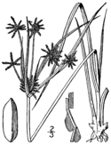 Cyperus grayi BB-1913.png