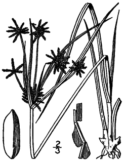 <i>Cyperus grayi</i> Species of sedge