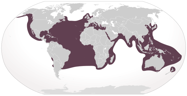 Розповсюдження довгоголової морської черепахи