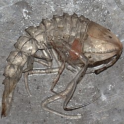 Cystisoma1.jpg