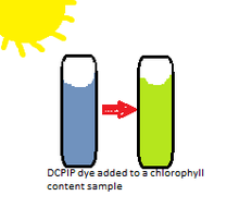 The addition of DCPIP experimentally to a chlorophyll molecule containing solution which shows a change in color due to the reduction of DCPIP DCPIP.png