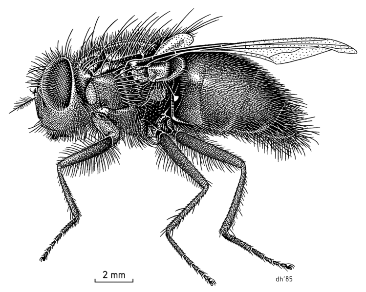 File:DIPT Calliphoridae Calliphora quadrimaculata f2.png