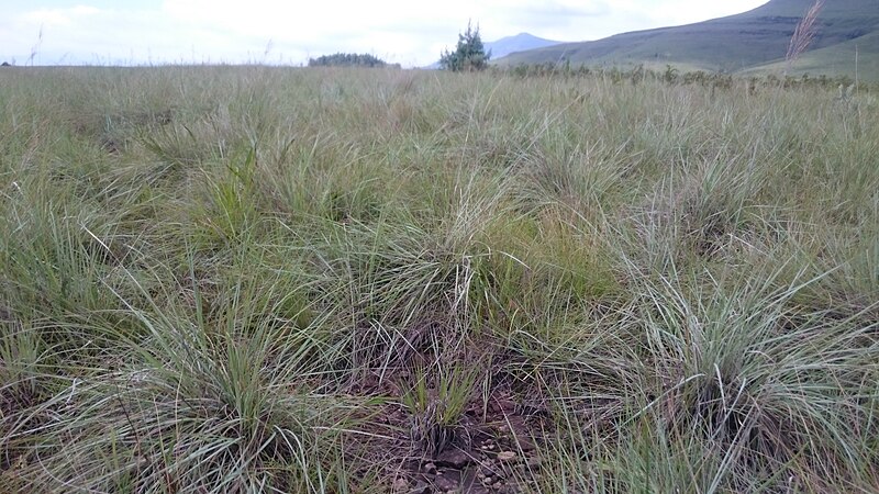 File:DSC 0080 Drakensberg SITE 217 MSV2380 Loudetia simplex (39240976605).jpg