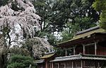 醍醐の花見のサムネイル