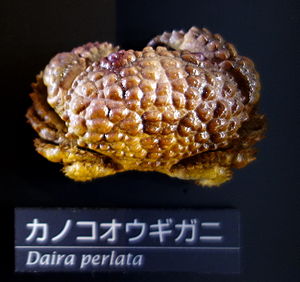 Daira perlata - National Museum of Nature and Science, Tokyo - DSC06761-001.JPG