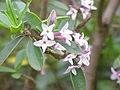 Daphne tangutica flowers