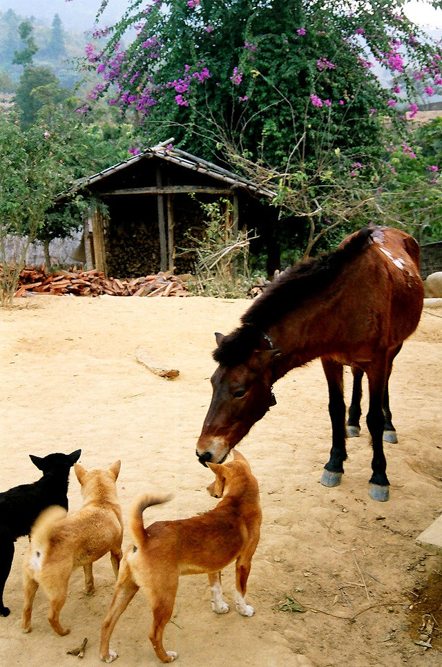 Animals in a village beside Keokaradong, 2006