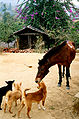 Animals in a village beside Keokaradong, 2006