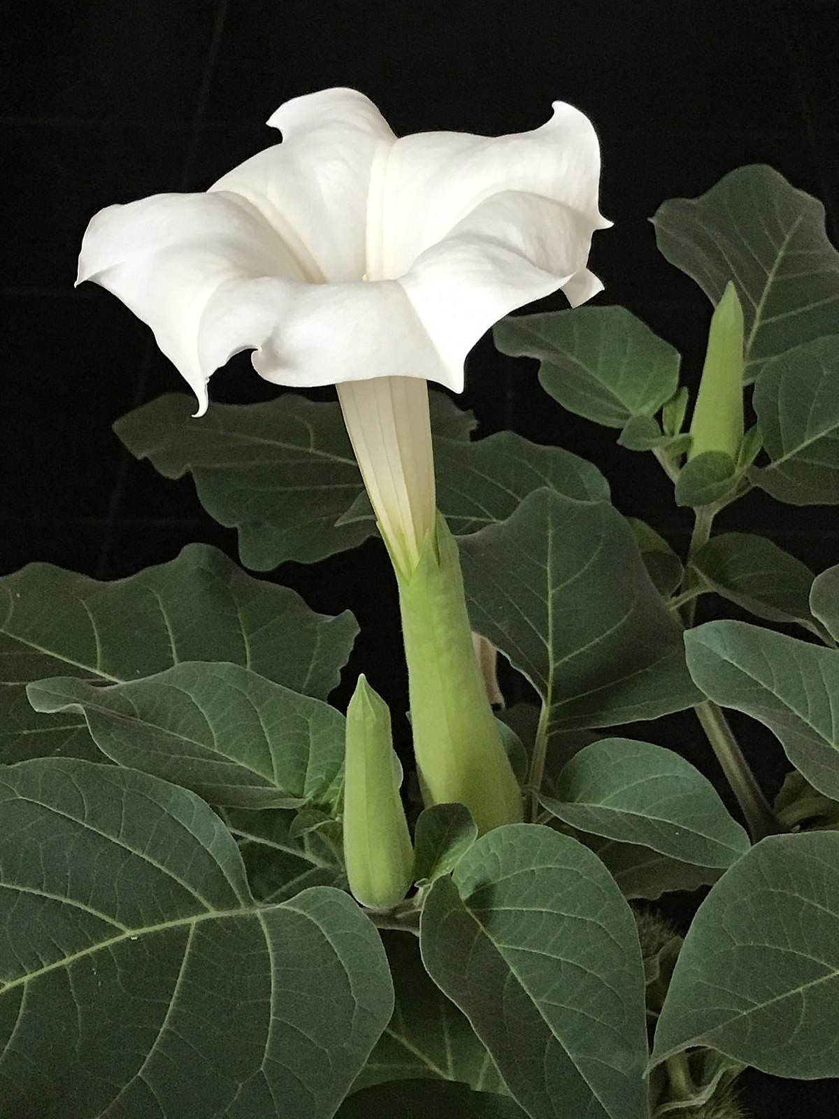 DaTuRa-