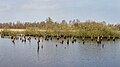 De Alde Feanen. Waterrijke natuurgebied. Dode elzen (Alnus) in een ondergelopen broekbos.