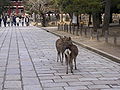 Sarnë w Nara, Japòńskô